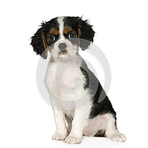 Cavalier King Charles Spaniel (3,5 months)