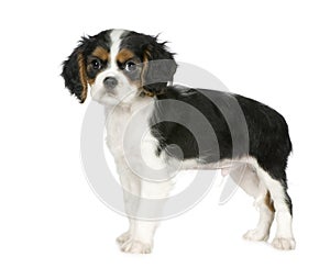 Cavalier King Charles Spaniel (3,5 months)