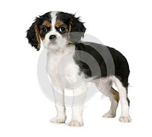 Cavalier King Charles Spaniel (3, 5 months)