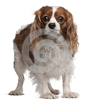 Cavalier King Charles Spaniel, 3 years old