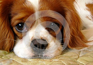 Cavalier king charles spaniel