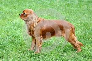 Cavalier King Charles Spaniel