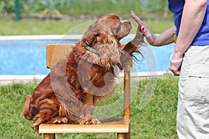 Cavalier King Charles Spaniel