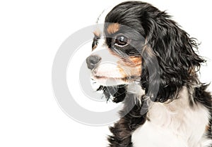 Cavalier King Charles Spaniel