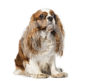 Cavalier King Charles Spaniel (4 years old)