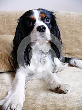 Cavalier king charles spaniel