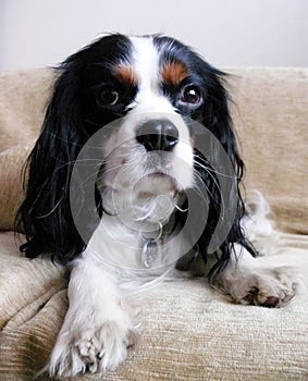 Cavalier king charles spaniel