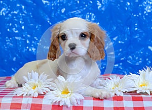 Cavalier king charles spaniel