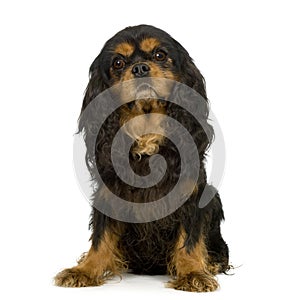 Cavalier King Charles Spaniel