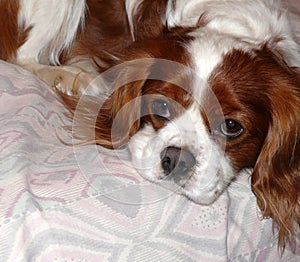 Cavalier king charles spaniel