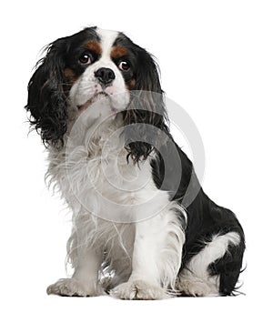 Cavalier King Charles Spaniel, 5 years old photo