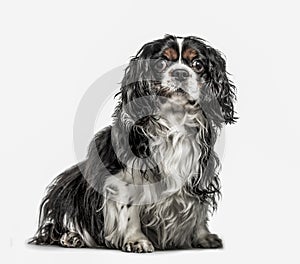 Cavalier King Charles Spaniel, 5 years old, isolated on white
