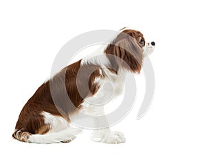 Cavalier King Charles Spaniel