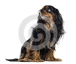 Cavalier King Charles Spaniel