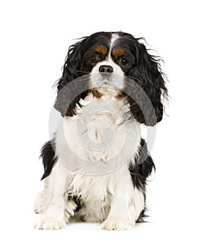 Cavalier King Charles Spaniel (6 years) photo