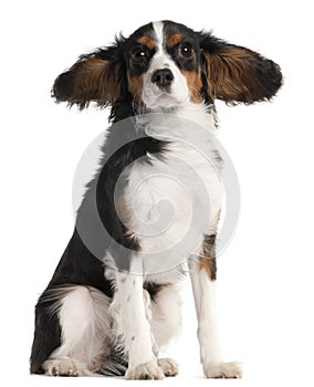 Cavalier King Charles Spaniel, 7 months old