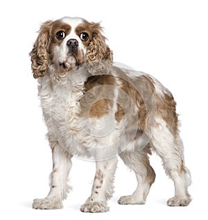 Cavalier King Charles Spaniel, 7 years old