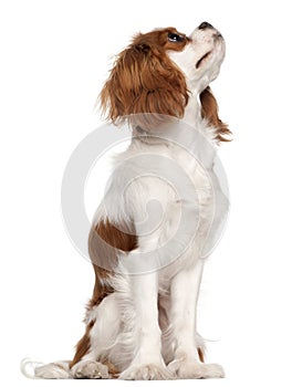 Cavalier King Charles Spaniel, 9 months old