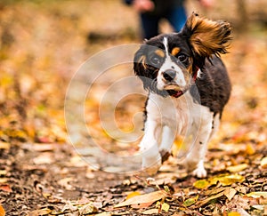 Cavalier King Charles Spaniel