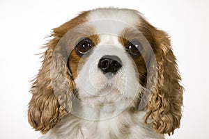 Cavalier King Charles Spaniel