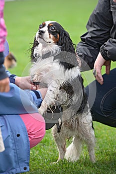 Cavalier King Charles Spaniel, being pampered