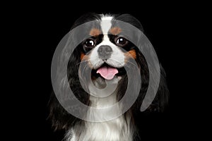 Cavalier King Charles Spaniel on Black