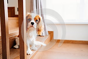 Cavalier King Charles Spaniel - a breed of companion dogs on the step of stairs