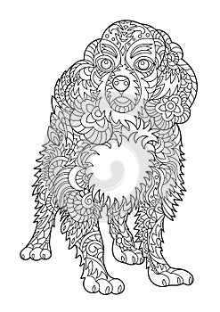 Cavalier king charles spaniel coloring page