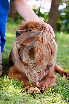 Cavalier King Charles Spaniel dog