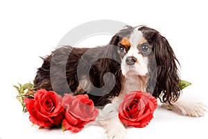 Cavalier King Charles Spaniel - Dog