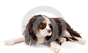 Cavalier King Charles Spaniel - Dog