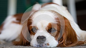 A Cavalier King Charles Spaniel dog