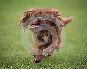 Cavalier King Charles Spaniel dog