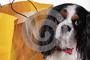 A Cavalier King Charles spaniel dog with a beautiful butterfly on his chest against a yellow paper bag, isolated on a