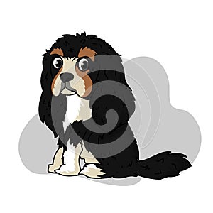Cavalier King Charles Spaniel dog photo