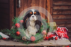 Cavalier king charles spaniel dog with christmas decorations at cozy wooden country house