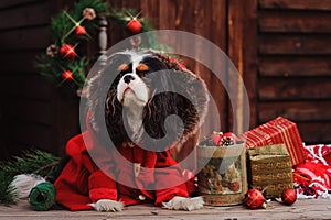 Cavalier king charles spaniel dog with christmas decorations at cozy wooden country house