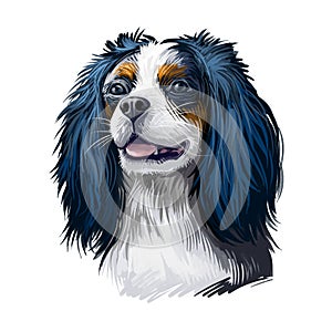 Cavalier King Charles Spaniel dog digital art illustration isolated on white background. Unite Kingdom origin toy companion dog.