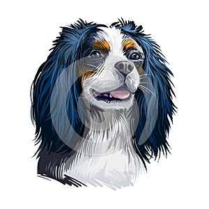 Cavalier King Charles Spaniel dog digital art illustration isolated on white background. Unite Kingdom origin toy companion dog.