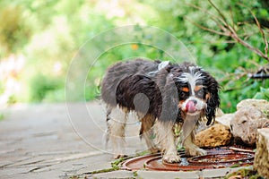 Cavalier king charles spaniel dog drinking water from puddle on the walk in summer garden