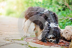 Cavalier king charles spaniel dog drinking water from puddle on the walk in summer garden