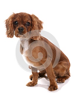 Cavalier King Charles Spaniel Dog isolated on a white background in a studio