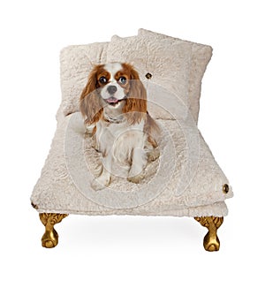 Cavalier King Charles Spaniel Dog on Luxury Bed