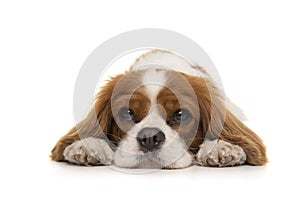 Cavalier King Charles Spaniel dog lying down on the floor looking at the camera isolated on a white background