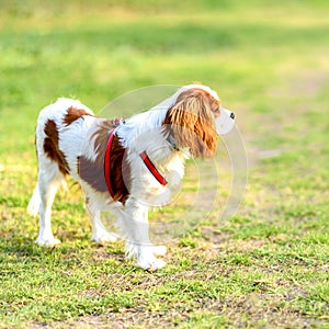 Cavalier King Charles Spaniel Dog outdoor.