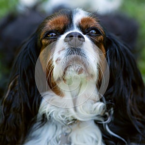 A Cavalier King Charles Spaniel dog outdoor