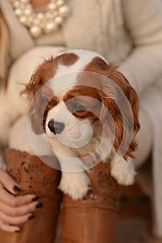 Cavalier King Charles Spaniel dog puppy is sitting in a woman's lap and looking at the side