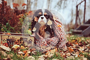 Cavalier king charles spaniel dog relaxing outdoor on autumn walk with apples in wooden basket, wrapped in cozy knitted scarf