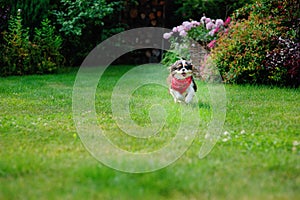 Cavalier king charles spaniel dog running with stick in summer garden