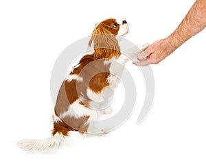 Cavalier King Charles Spaniel Dog Shaking Hands